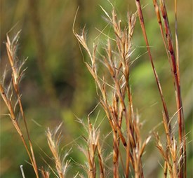 Little Bluestem