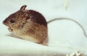 Meadow Jumping Mouse