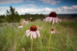 Narrow-leaved Purple Coneflowers in a field