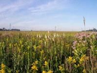 Tallgrass prairie flowers and grasses Tallgrass prairie flowers and grasses