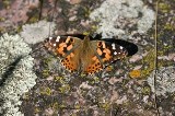 Painted Lady Butterfly