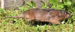 Plains Pocket Gopher running alongside a buildling