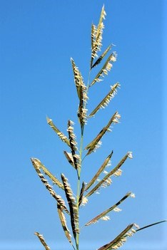 Prairie Cordgrass