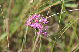 Prairie Onion