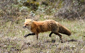 Red fox trotting through a field