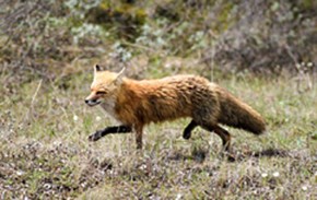 Red Fox Red fox trotting through a field