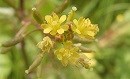 Small cluster of yellow flowers