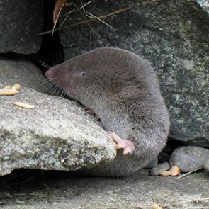 A shrew climbing on a rock