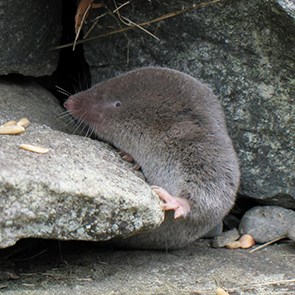 Short-Tailed Shrew A shrew climbing on a rock