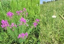 Purple and White Prairie Clovers