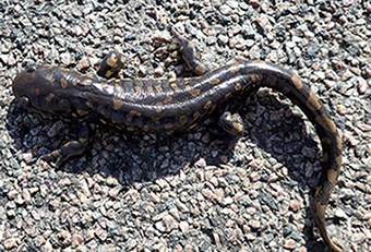 Salamander on asphalt