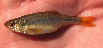 Topeka Shiner in the palm of a hand