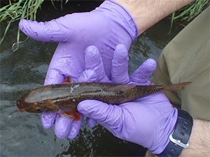 Someone with purple medical gloves holding a white sucker