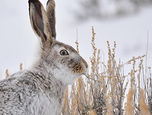 White-Tailed Jackrabbit