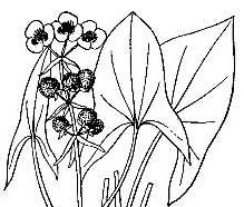 Drawing of arrowhead-shaped leaf