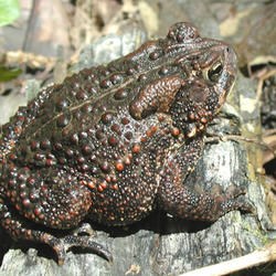 American toad