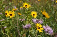 Prairie Wildflowers