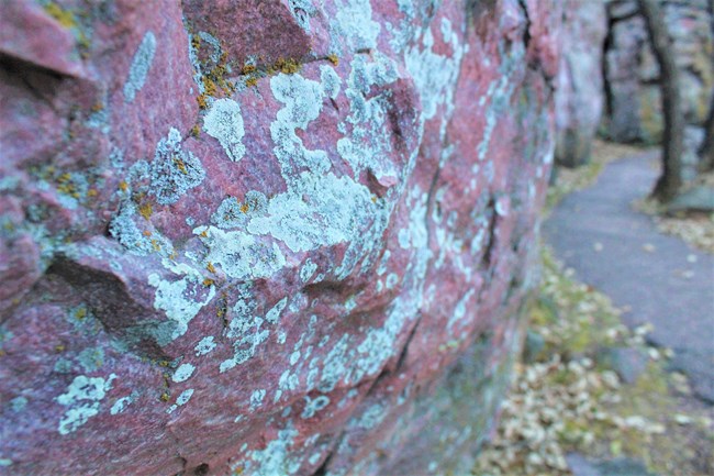 green and yellow lichen on pink rock
