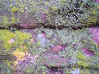 Lichen growth on quartzite rock Lichen growth on quartzite rock