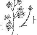 Drawing of small-petal plant