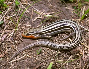 Northern prairie skink