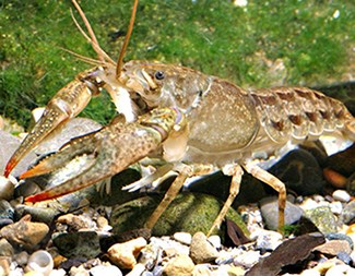 Calico Crayfish