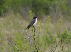 Eastern Kingbird (Tyrannus tyrannus)