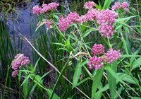 Swamp Milkweed Swamp Milkweed