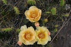 Prickly Pear Cactus