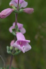 Foxglove Foxglove