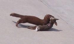 Mink finds a rabbit for a meal