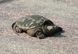 Snapping turtle crossing the road