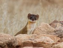 weasel Weasel peeking over rocks