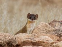 Weasel peeking over rocks