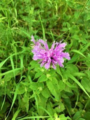 wild bergamot