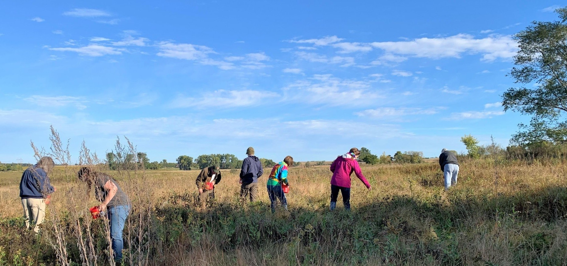 Volunteers collecting native plant seeds at Pipestone National Monument