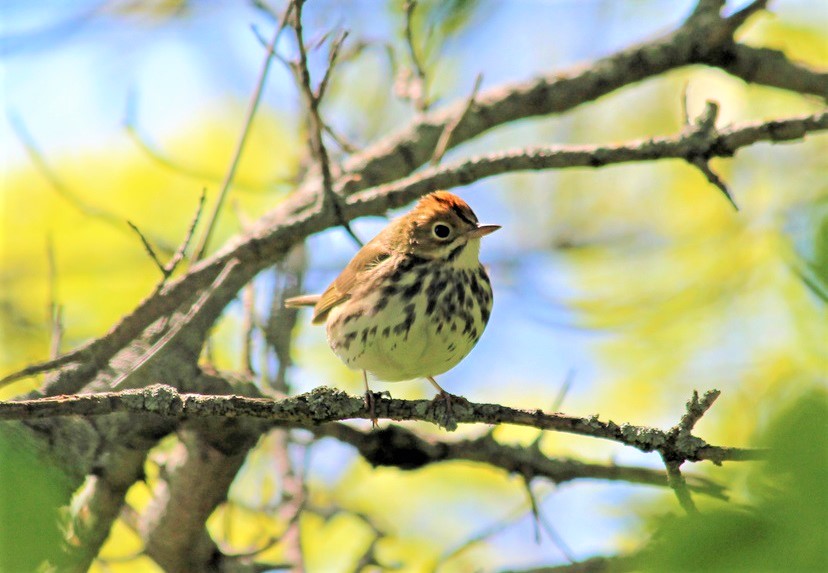 oven bird bird sitting on a tree