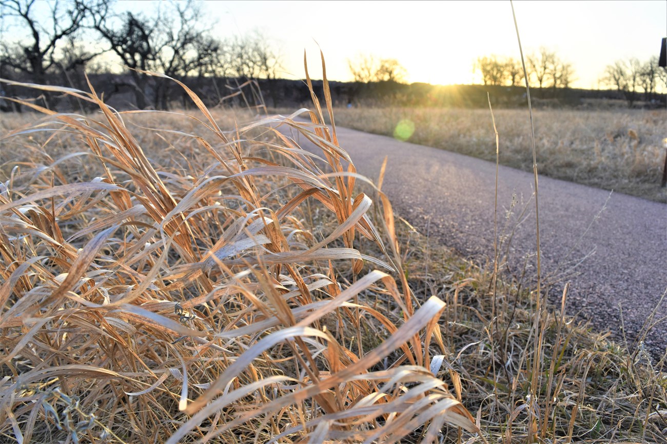 Yellow grass blowing beside a trail at sunrise