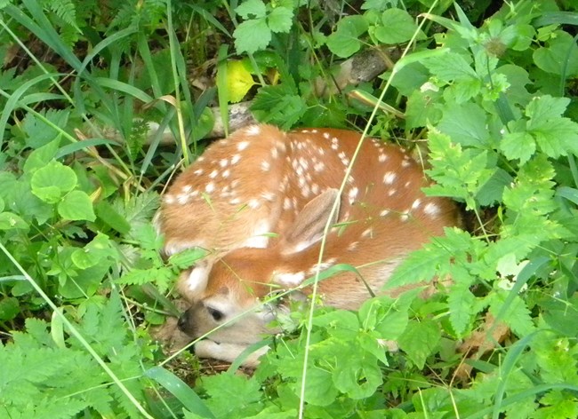Fawn curled up in vegetation, hiding