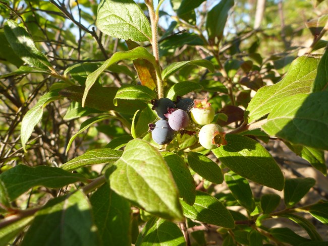 Blueberries on the bush