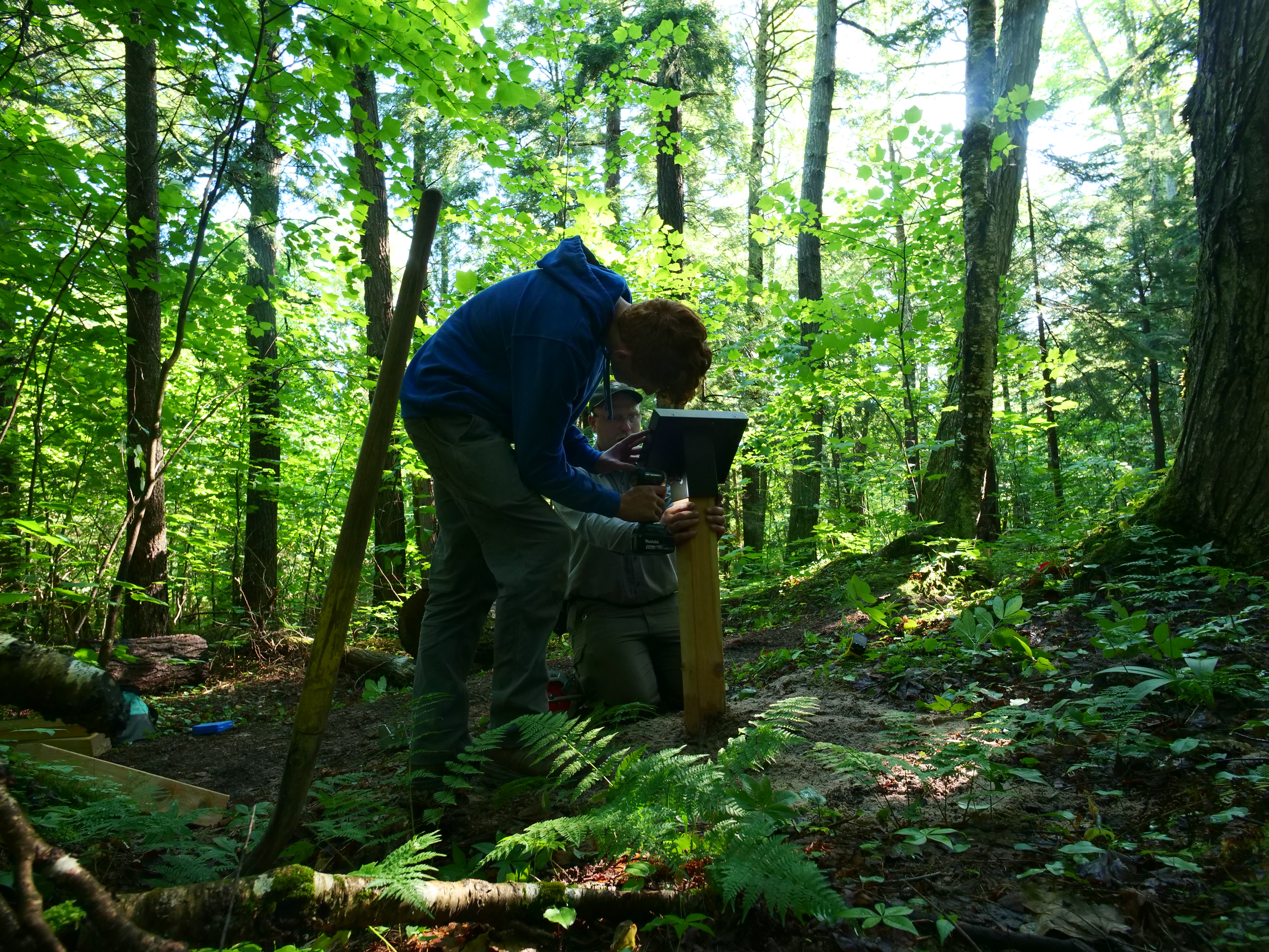 A person in a blue hoodie installs a sign in a densely forested area.