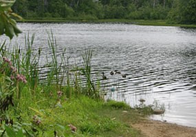 Ducks enjoy a swim on Little Beaver Lake, near the boat launch. Ducks enjoy a swim on Little Beaver Lake, near the boat launch.