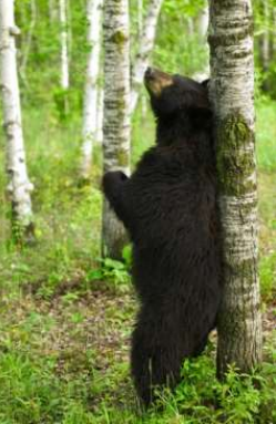 A black bear is standing on its hind legs rubbing its back against a tree.