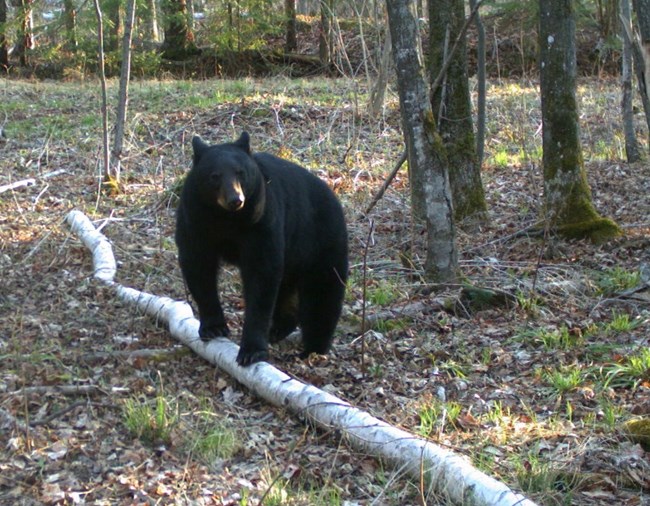 A black bear standing on a fallen birch tree log.