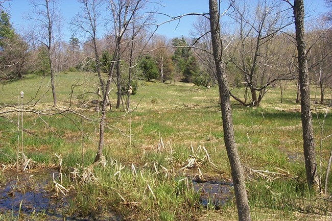 Becker field, where a farm once stood, now returning to a natural state