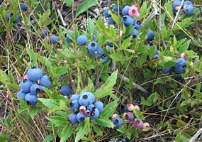Blueberry plant bursting with ripe blueberries. Blueberry plant bursting with ripe blueberries.