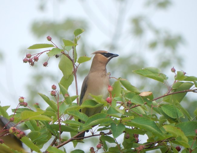 Cedar waxwing eating berries in a tree