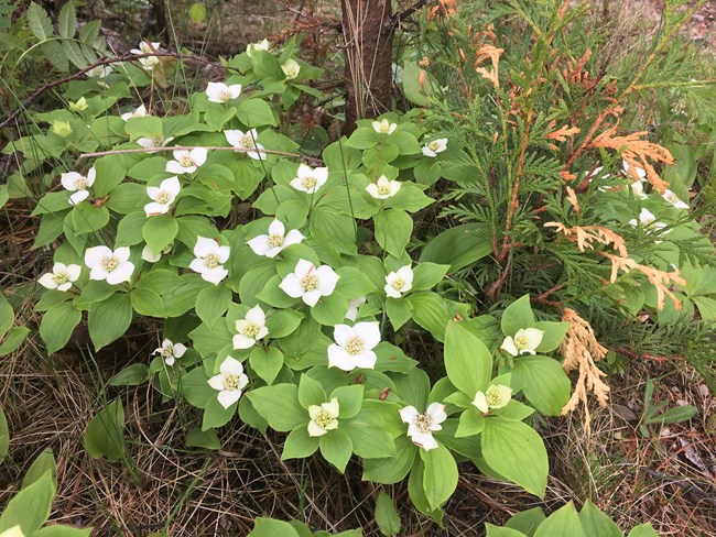 Canada dogwood flowering on forest floor