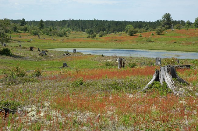 Old logging stumps on the Kingston Plains