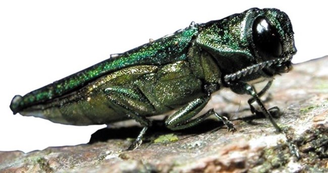 Emerald Ash Borer